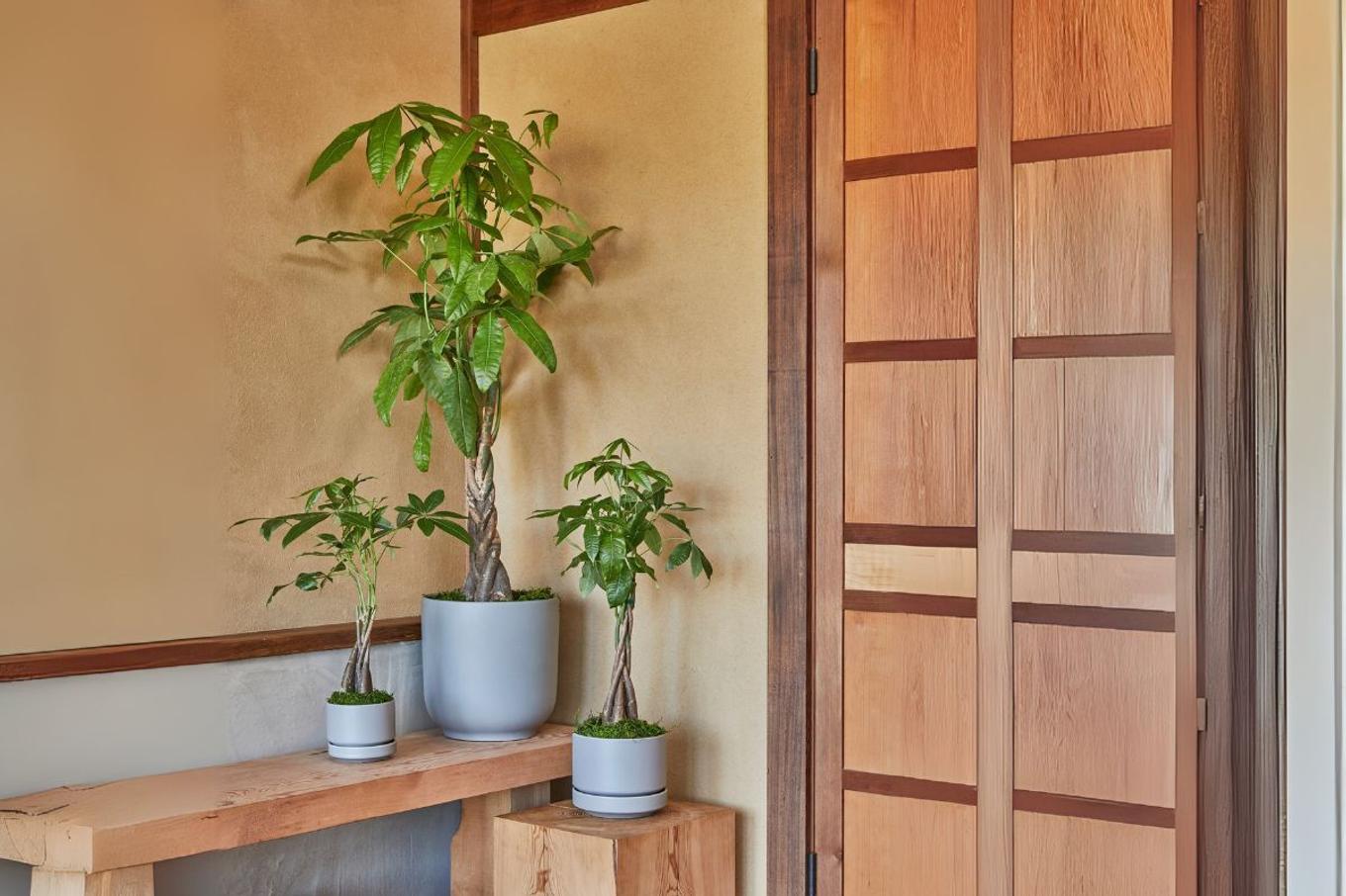 Braided Money Tree care