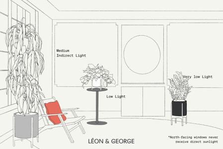Indoor Plant Light Guide