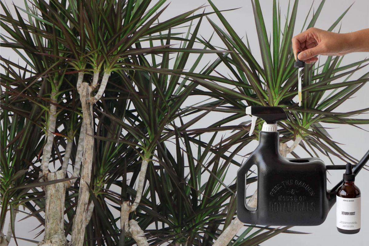 parlor palm bella Neanthe Bella Palm 4