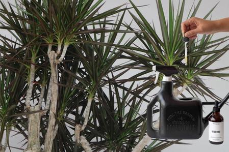 The Best Fertilizer for a Dracaena