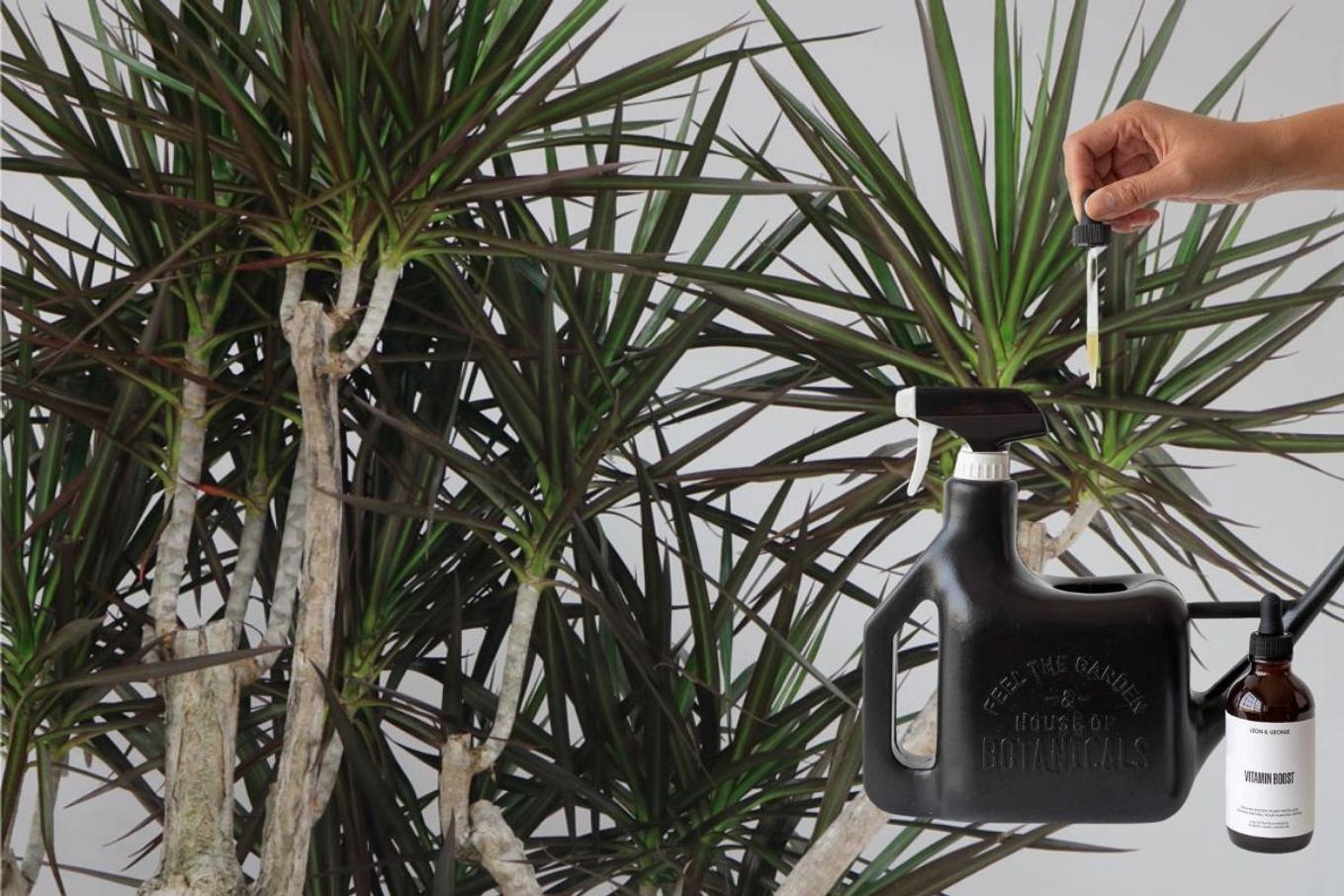 Dracaena foliage with a black watering can and fertilizer