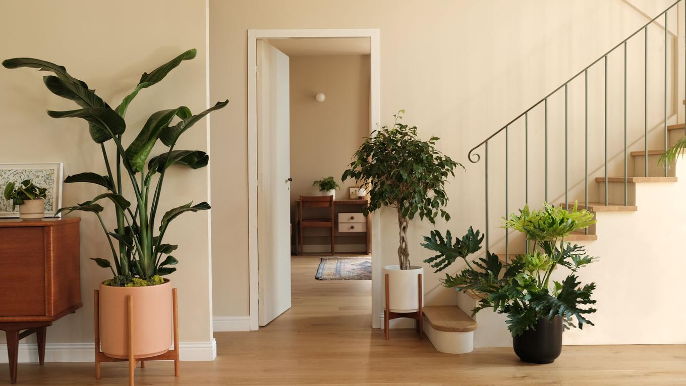 A warm living room decorated with statement plants