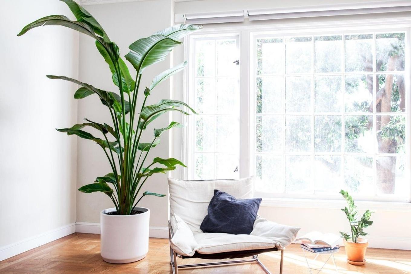Bright living room with big Bird of Paradise plant