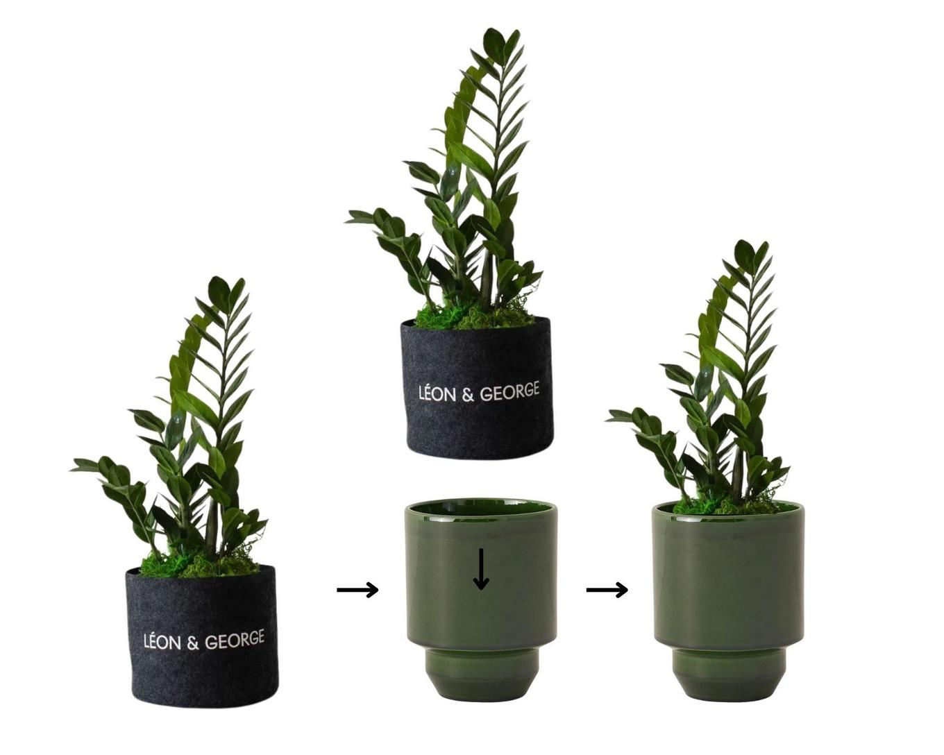 how to stage your hoff planter