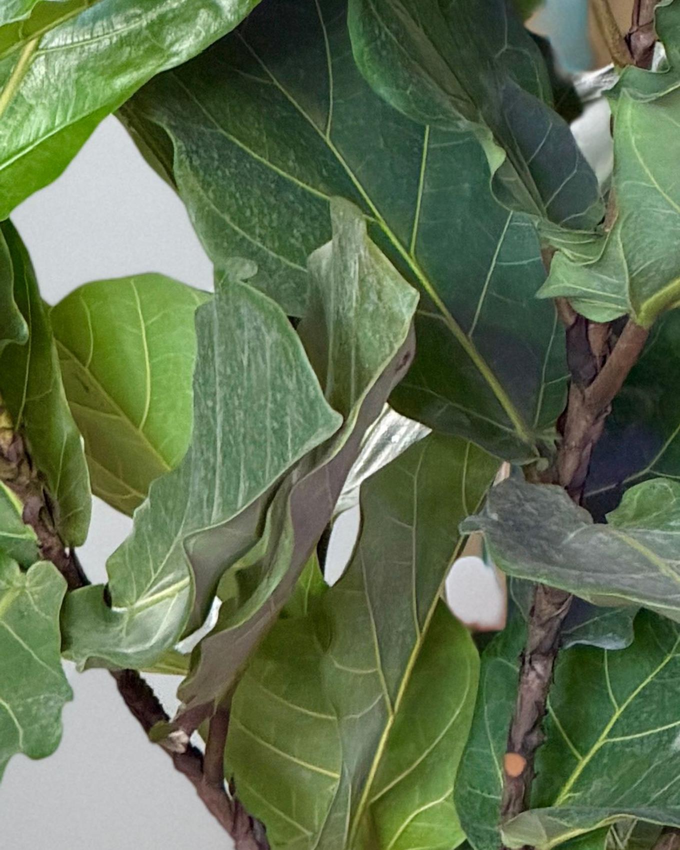 Close-up of fiddle leaf fig leaves with a layer of dust making the surface appear dull and grayish
