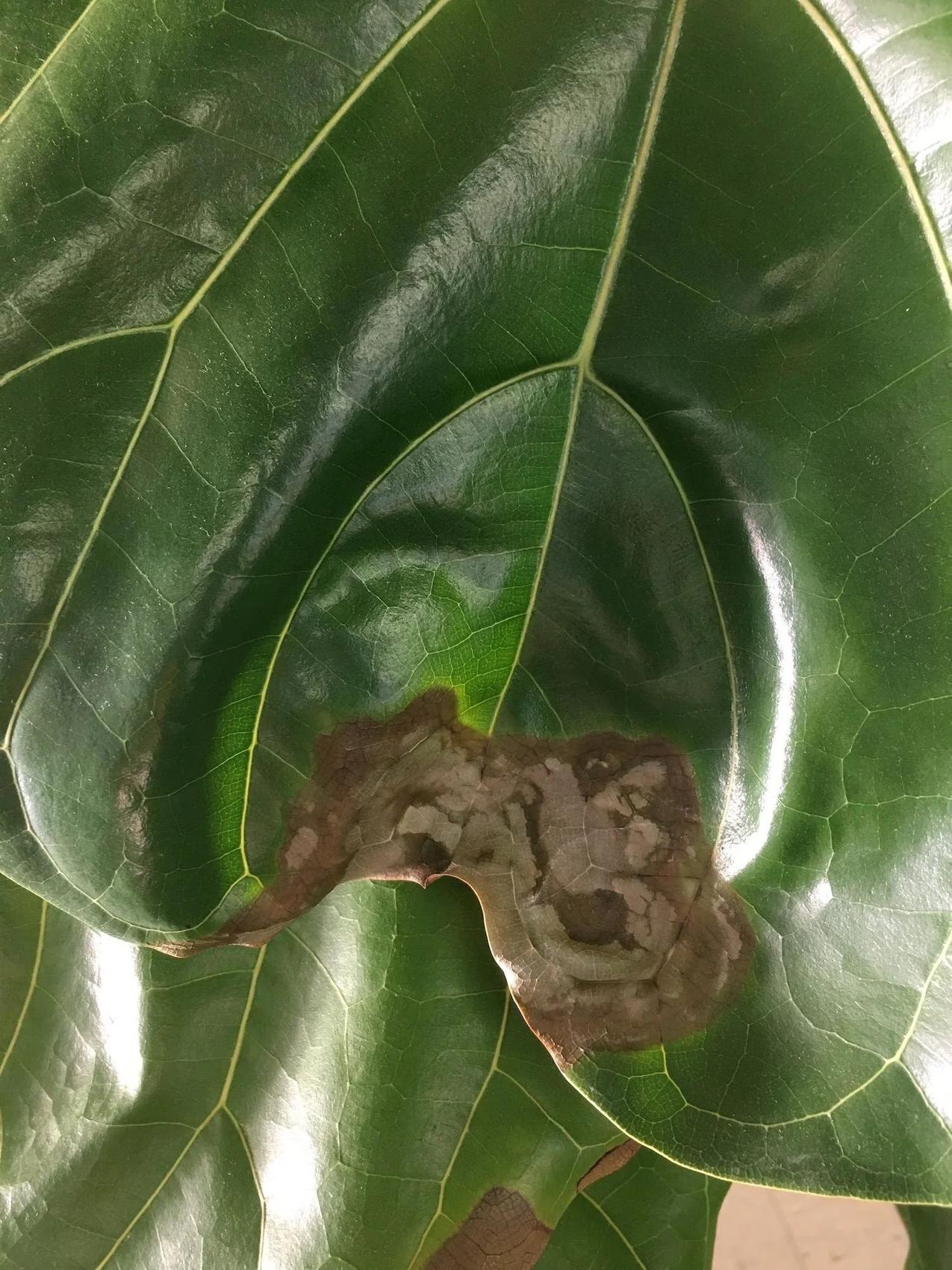 Close-up of a fiddle leaf fig leaf with a large brown, irregularly shaped patch of damage near the center.
