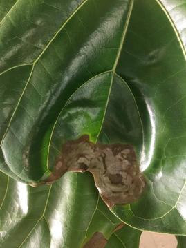 Top 6 Problems with Fiddle Leaf Fig Trees