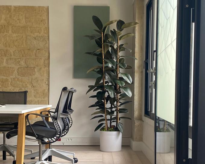 Ficus Elastica in einem Besprechungsraum