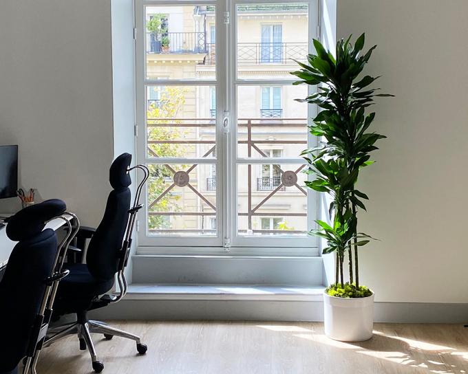 Dracaena in einem Open Space eines Unternehmens