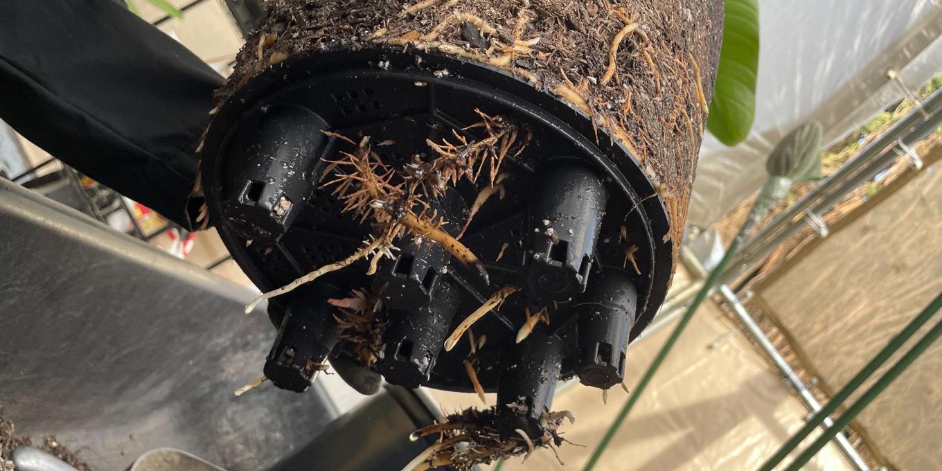 Roots extending through drainage holes into the water reservoir—a common problem with self-watering pots, leading to stagnant water and eventually root rot.