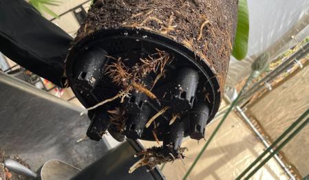 Why Self-Watering Pots Could Kill Your Indoor Plants 