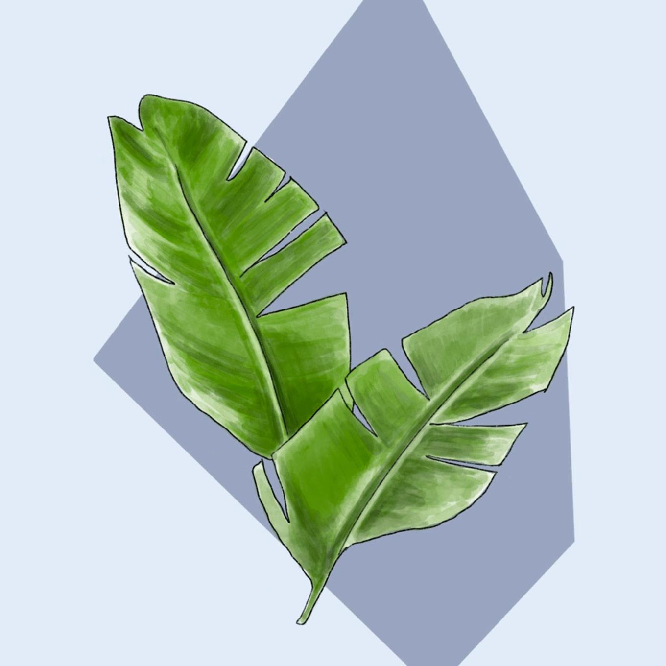 illustration des feuilles d'un Strelitzia Nicolai qui s'éffilochent