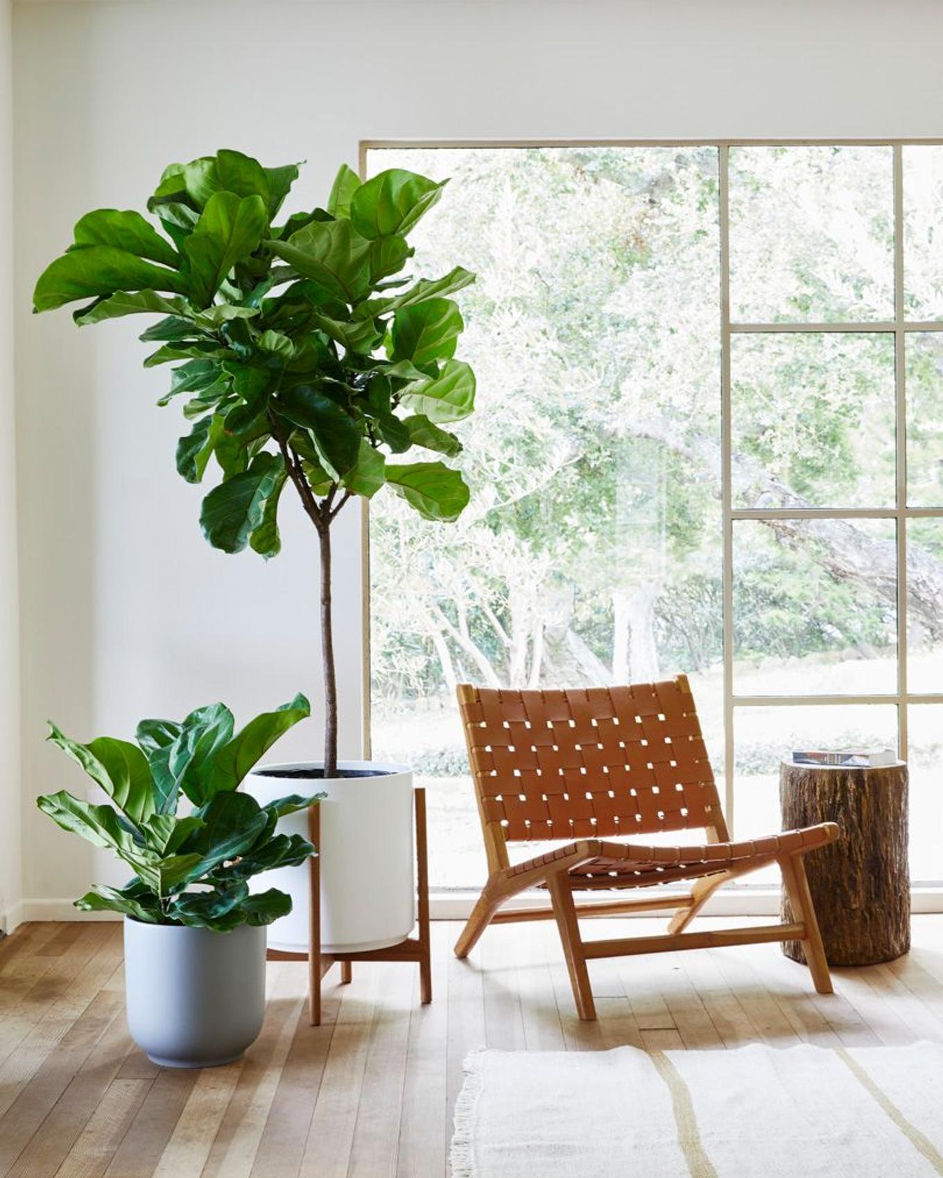Cozy corner with plants and trees of varying heights