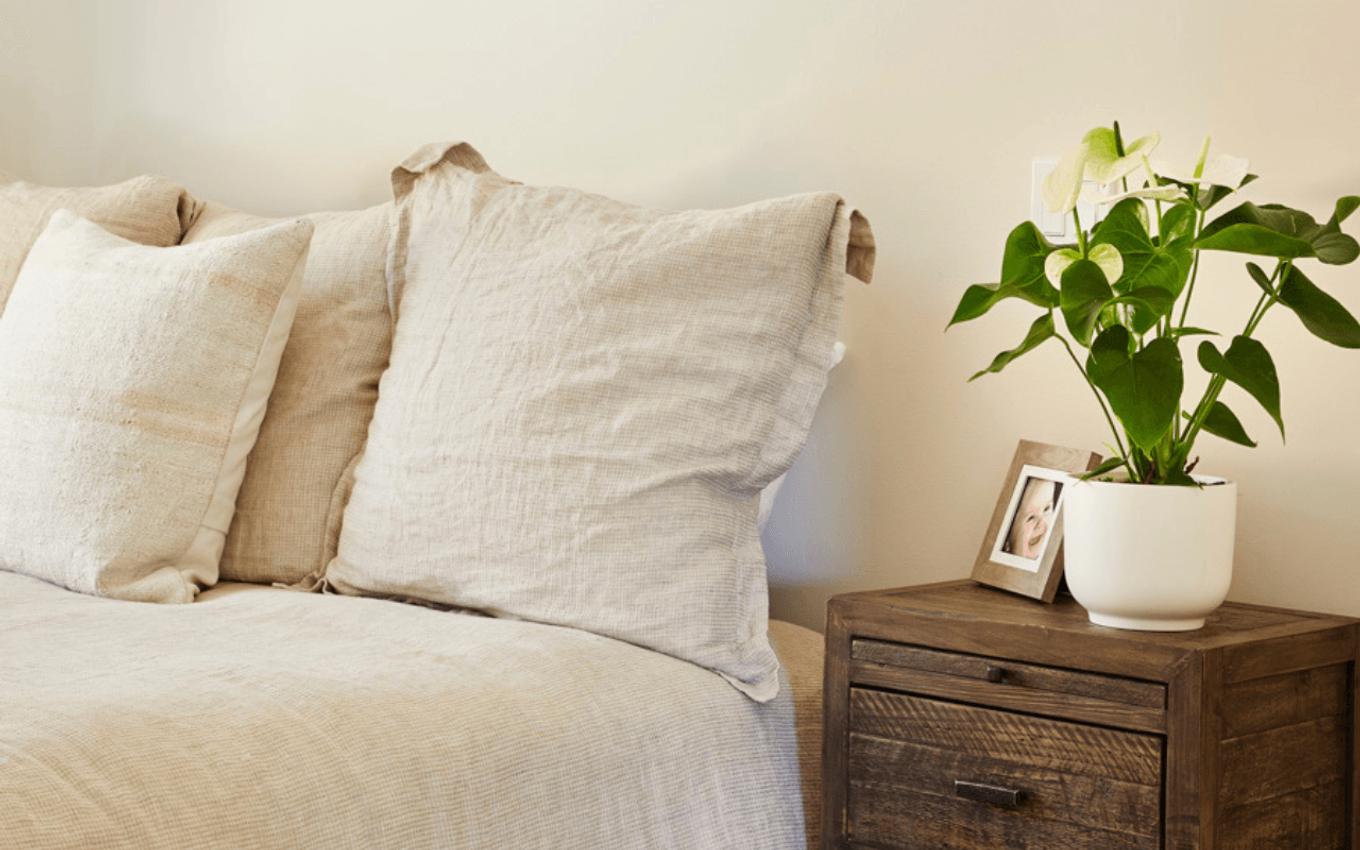 Flowering plant on bedside table for Mother's Day