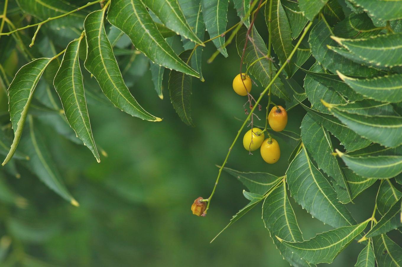 Picture of a neem tree