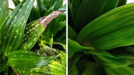 How to Use Neem Oil on Plants