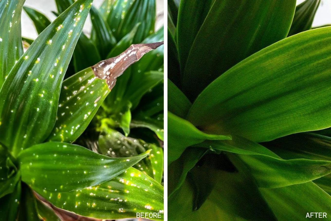 before/after pictures of neem oil effect on plants