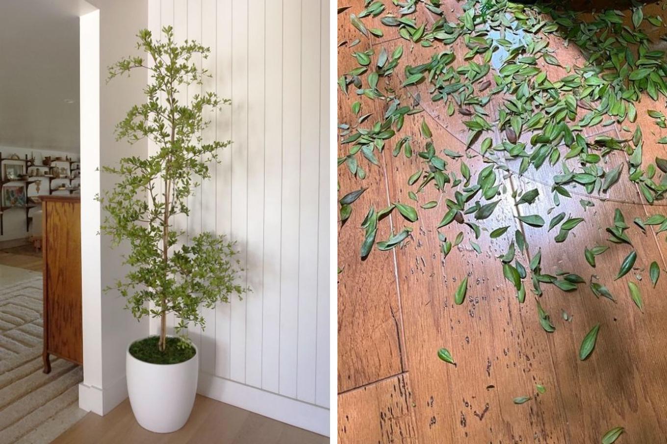 Black Olive Tree signs that plant is adjusting to new home