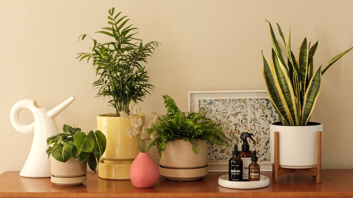Plants and accessories decorating a warm wood credenza