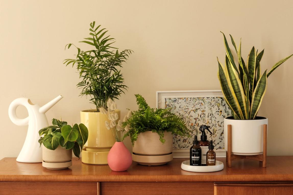 Summer Plant Care Rituals