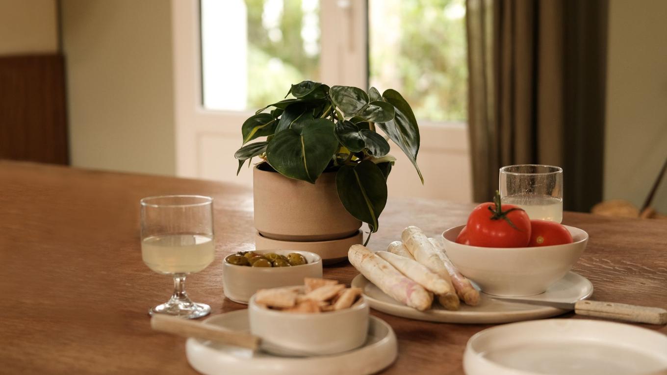 A Philodendron Brasil decorating a table with apero items