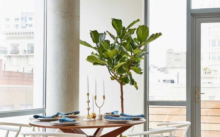 How to Style a Fiddle Leaf Fig Like A Designer