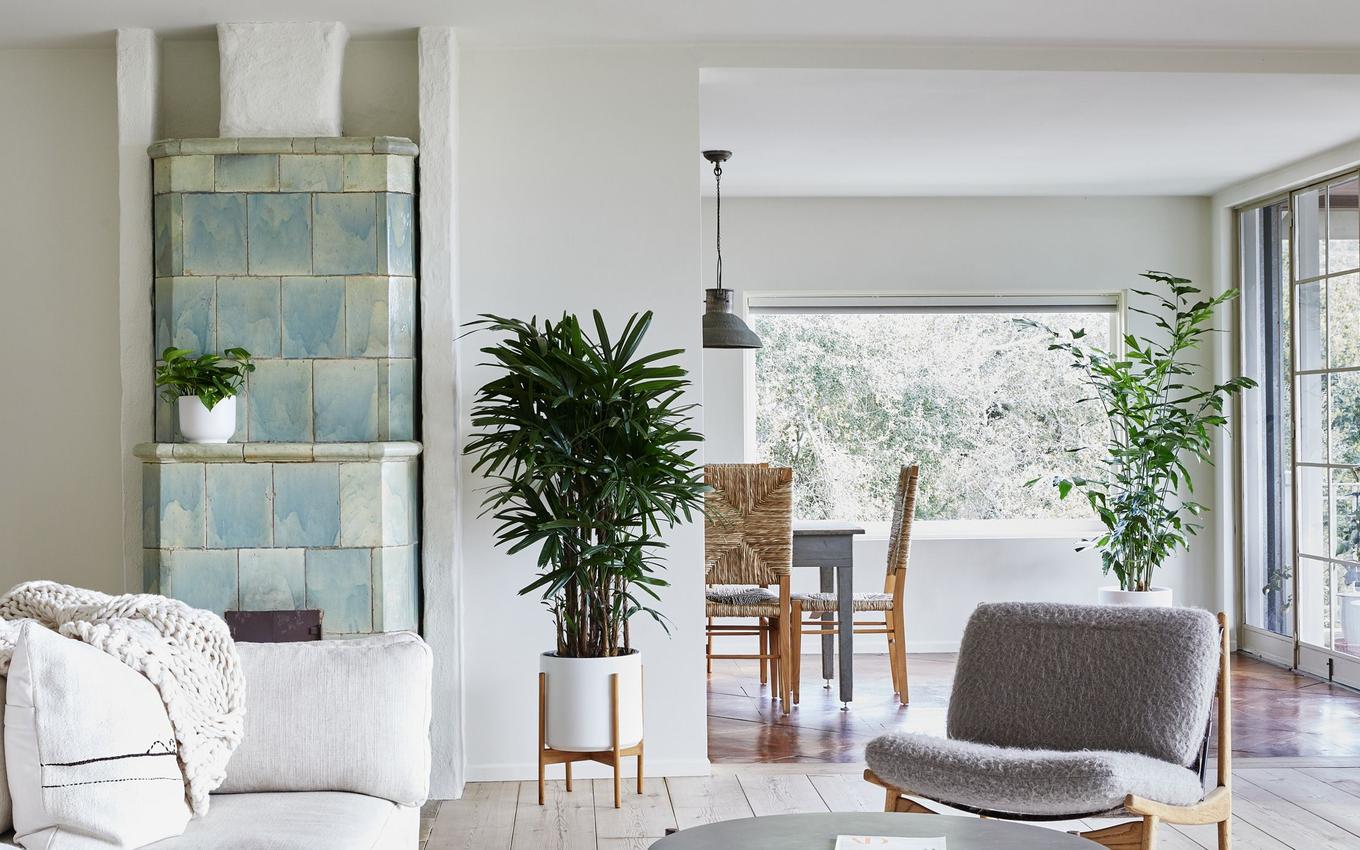 Interior design favorites and gorgeous plants to elevate any space, including a Lady Palm, Fishtail Palm ,and Cascading Pothos.