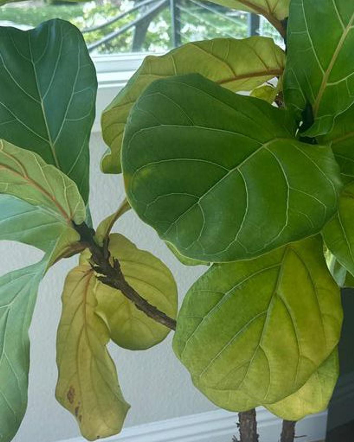 Fiddle leaf fig plant near a window with large green leaves, some turning yellow at the bottom