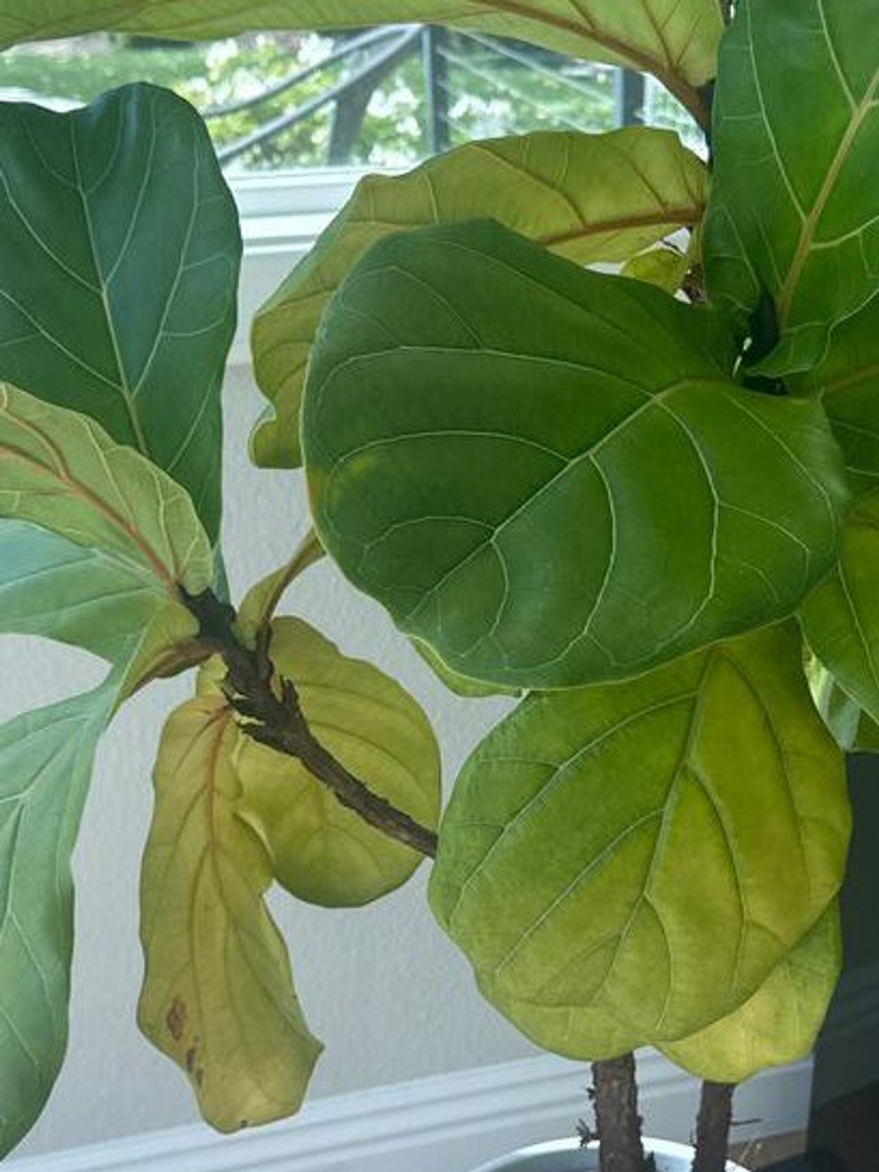 Fiddle leaf fig plant near a window with large green leaves, some turning yellow at the bottom