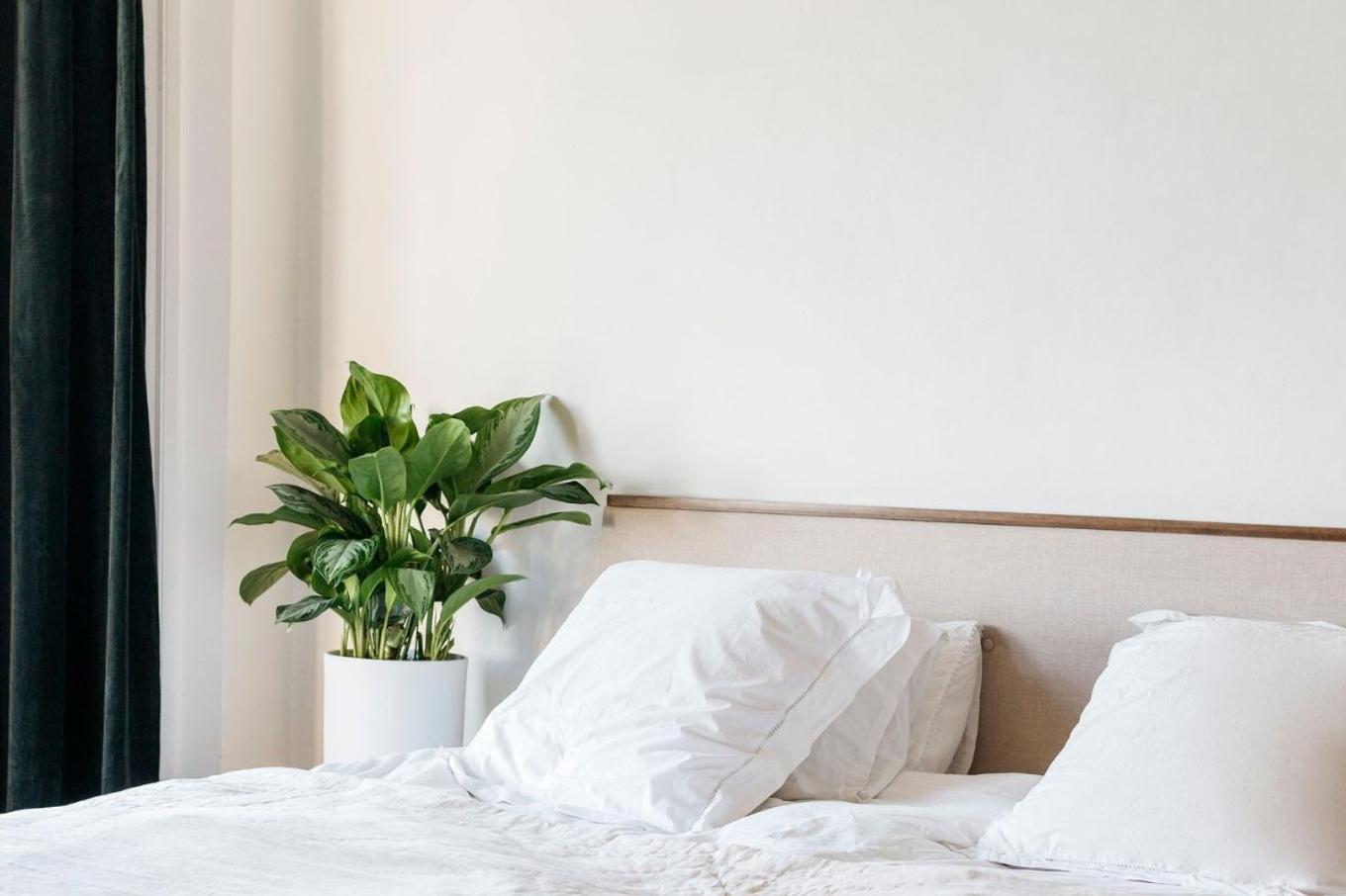Aglaonema Care Guide