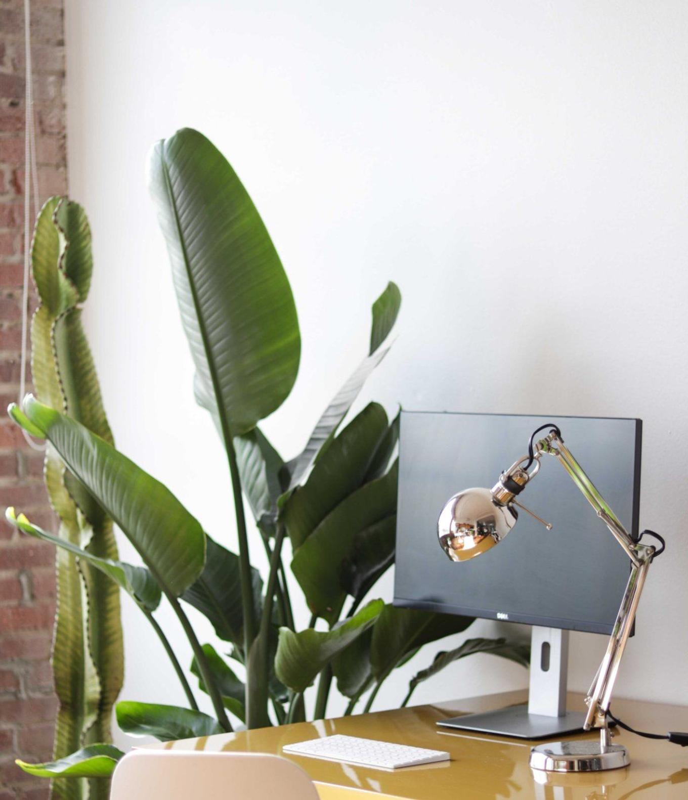 Air-purifying indoor plants in a styled home office