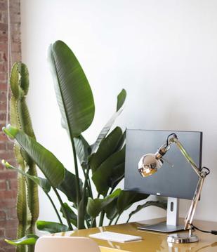 Air Purifying Plants: Can plants really improve air quality?