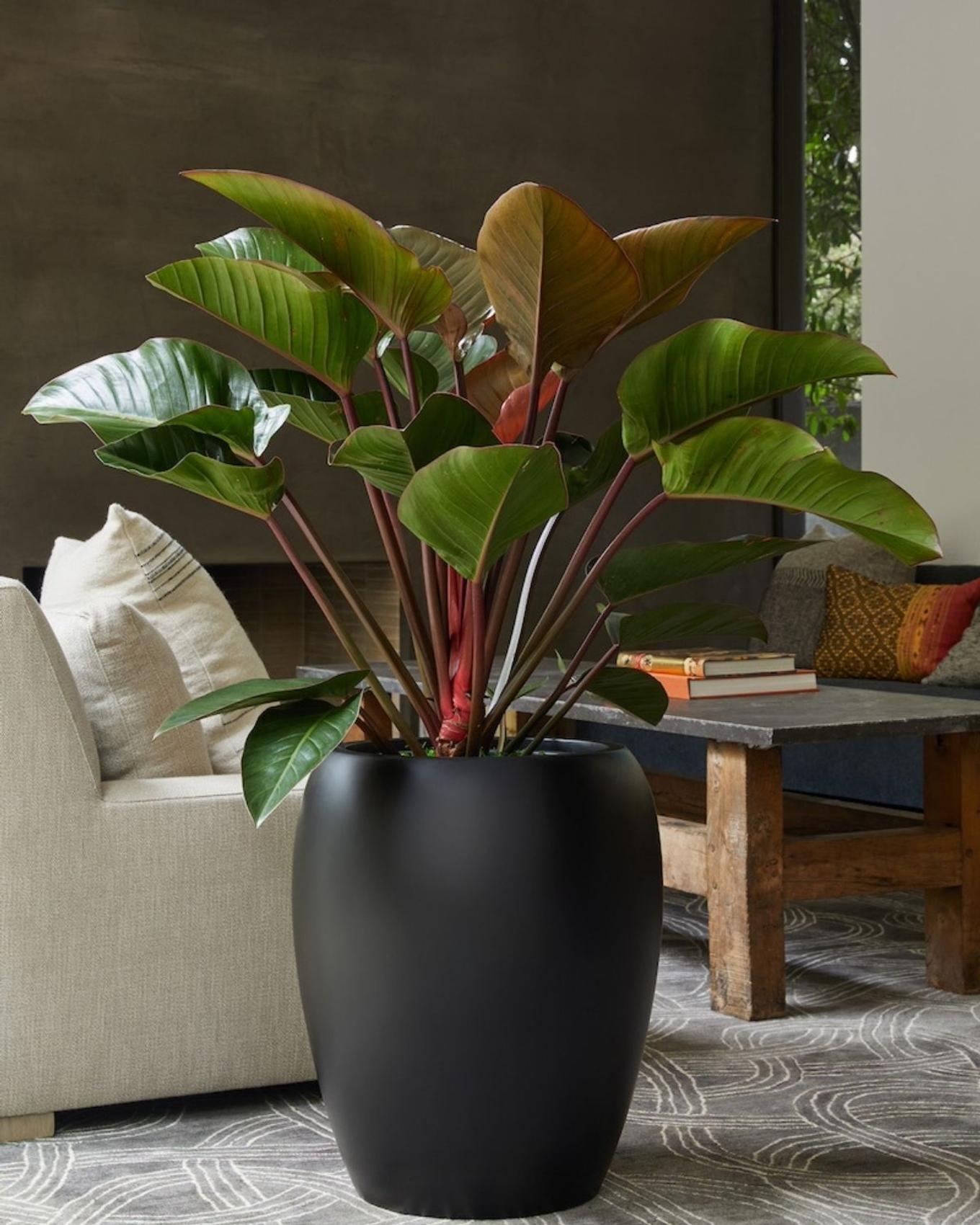 Red Congo in black roman vase pot in a modern living room