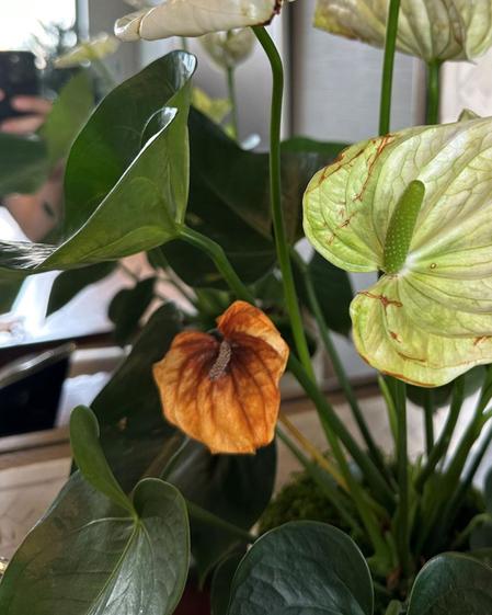 indoor plants picture