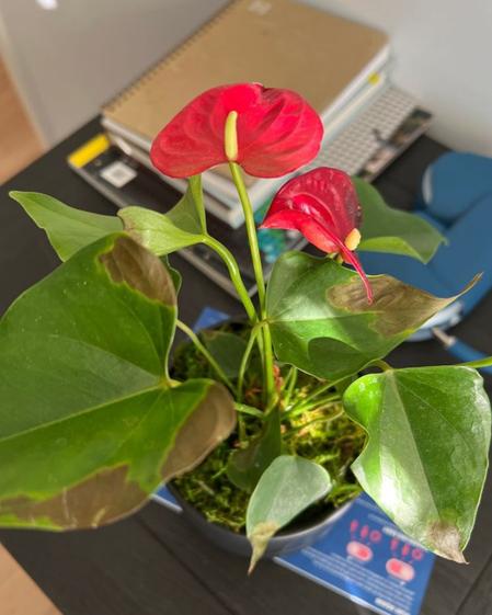 indoor plants picture