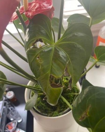 indoor plants picture