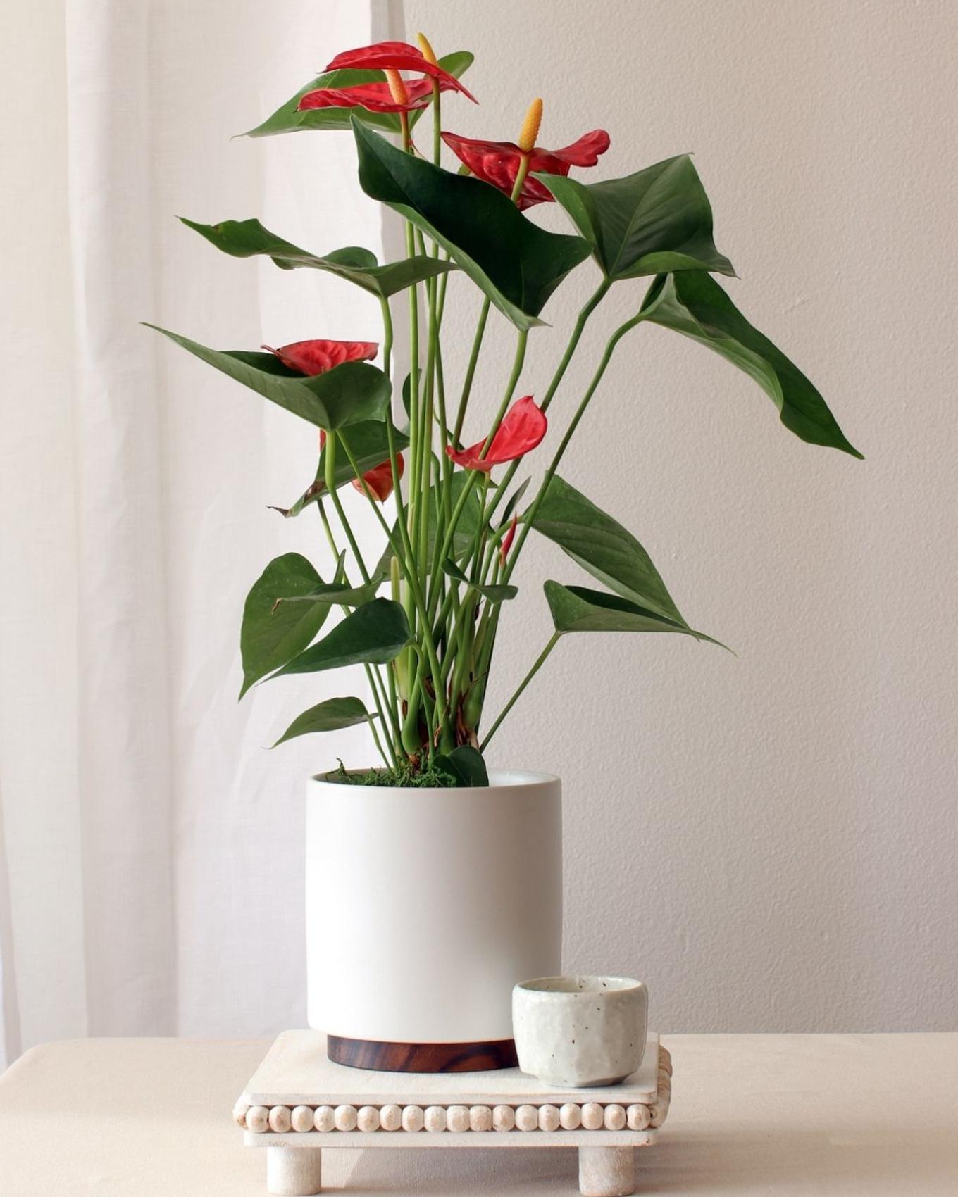 anthurium gift