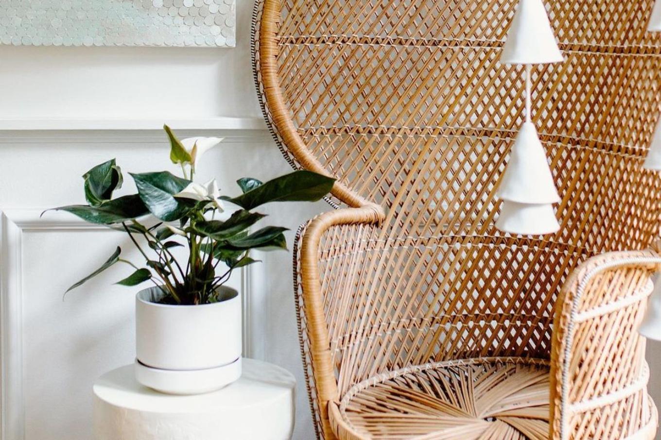 Anthurium Care Guide