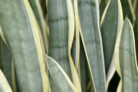 The Best Fertilizer for a Snake Plant