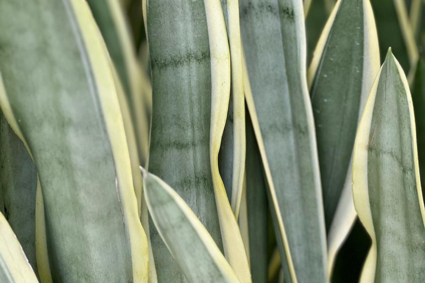 Close up of new growth on Snake Plant