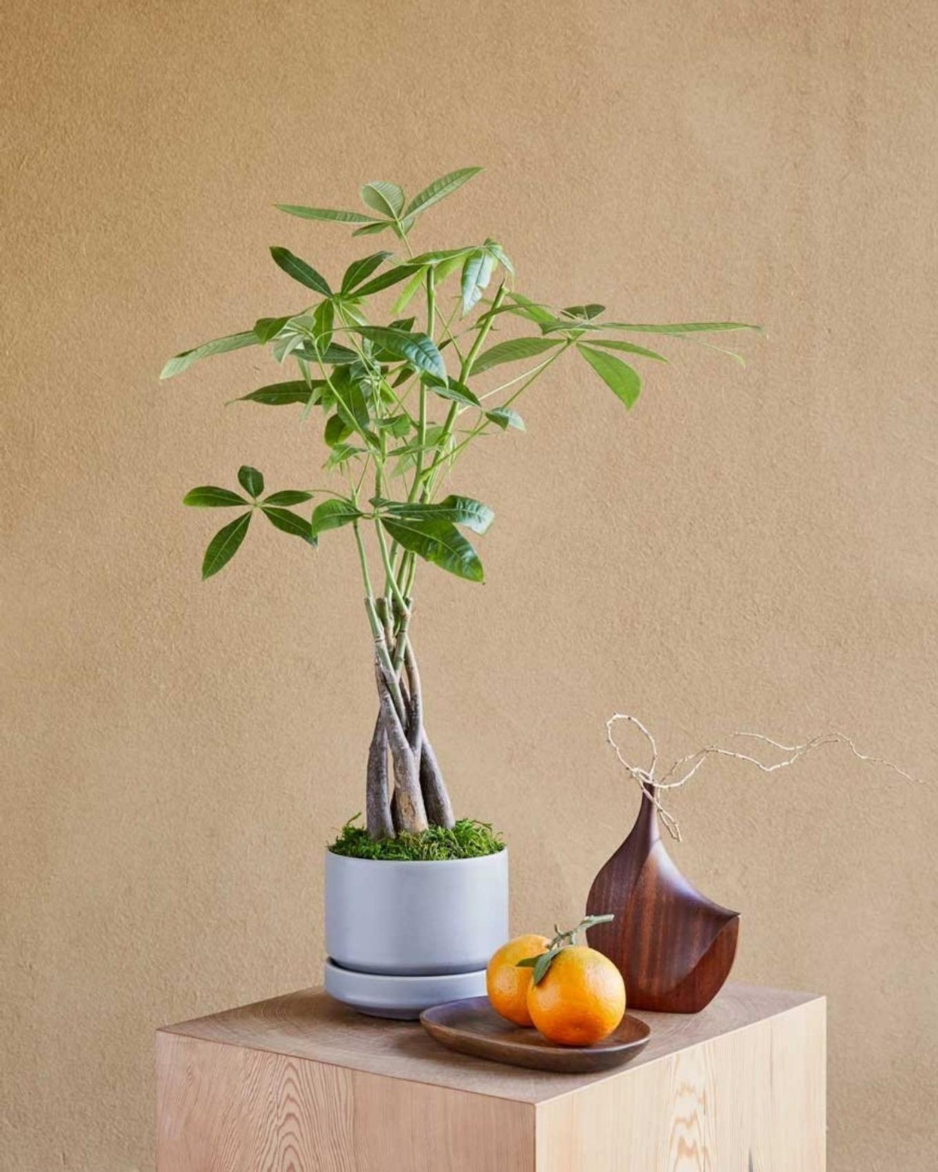 Gorgeous Feng Shui Money Tree gift