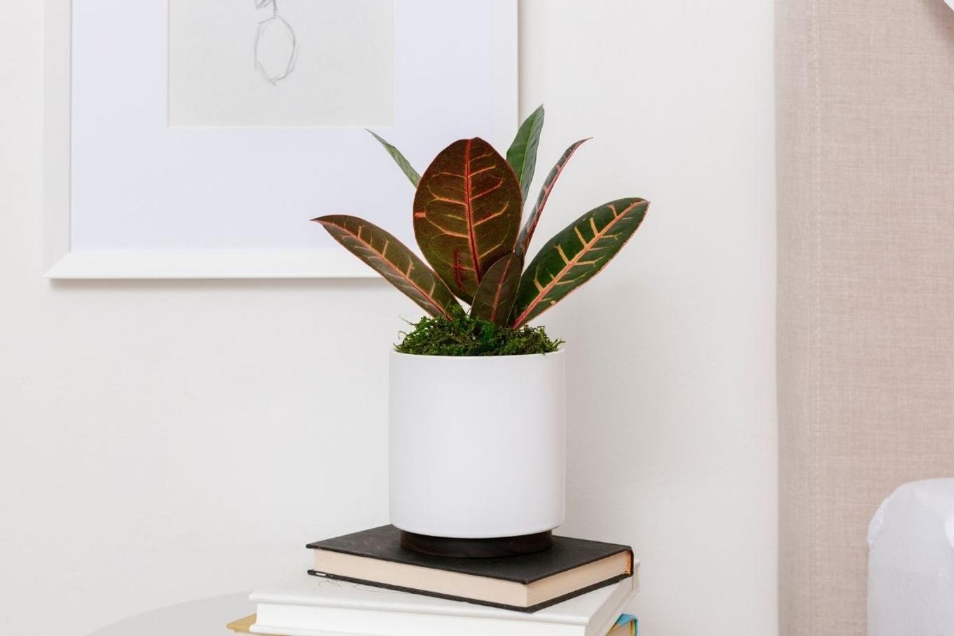 The best plant for Gemini - a Golden Petra on a bedside table