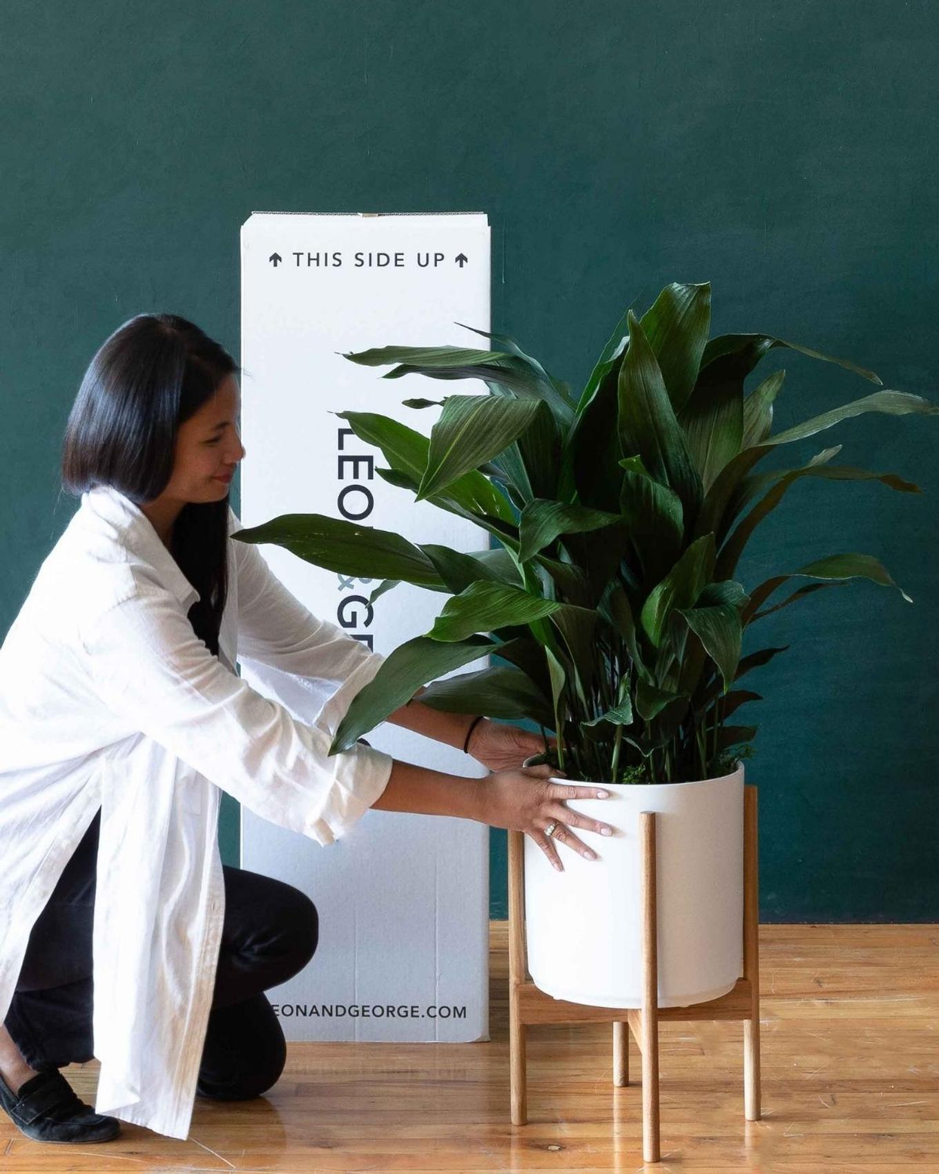 best plant gifts for beginners