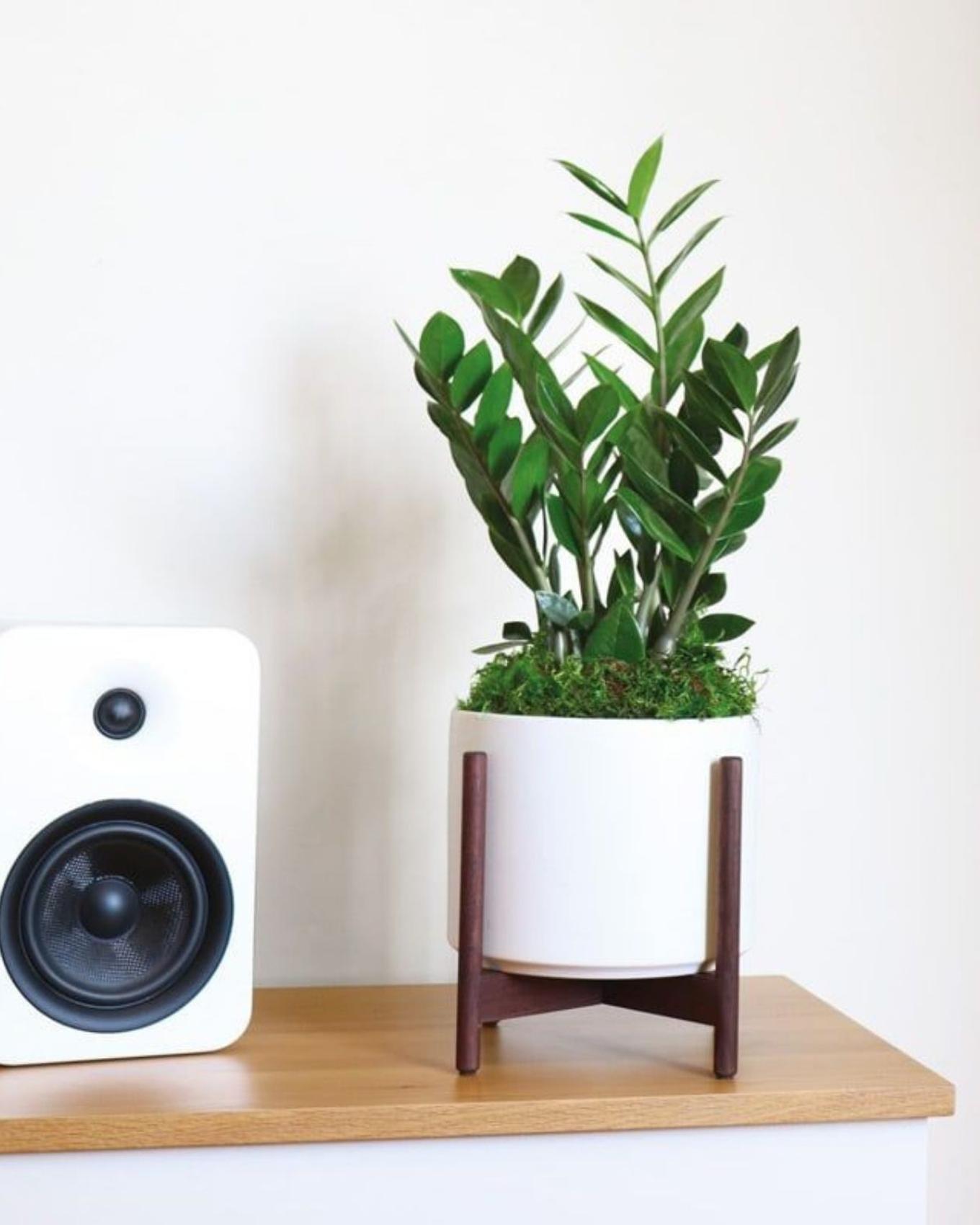 A ZZ Gem plant decorating a tv console