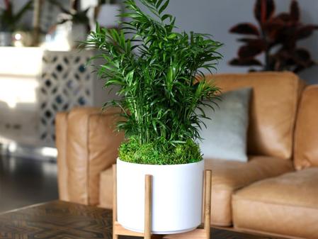 The Best Indoor Plants for Gifting
