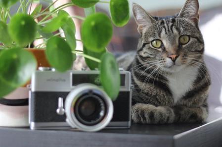 The Absolute Best Plants for Cat Lovers
