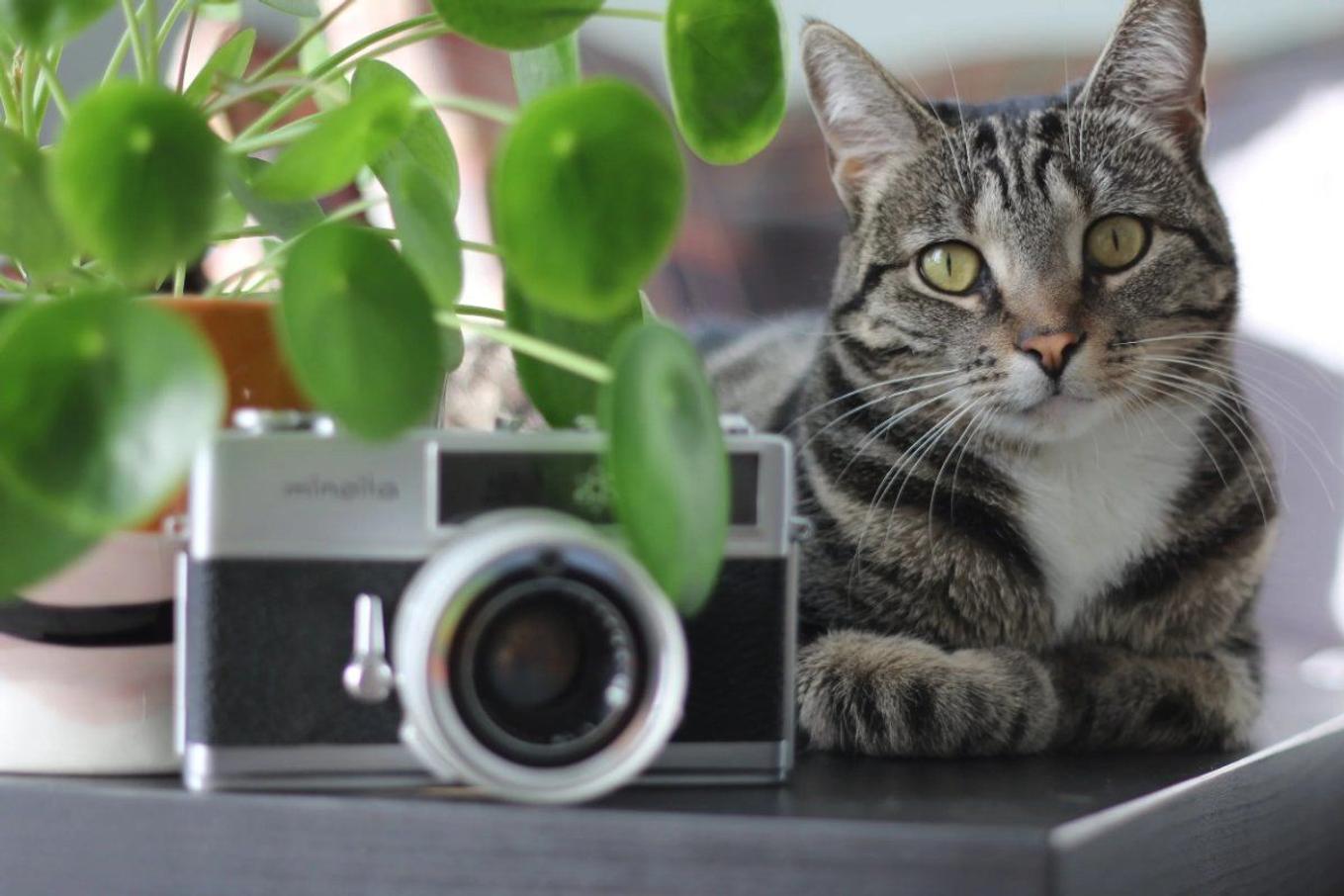Cat-safe indoor plants from Leon & George