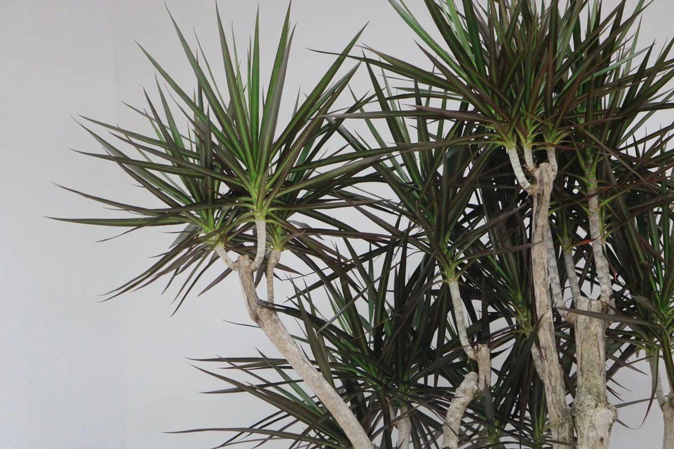 A Dragon Tree styled in a hallway from Leon & George