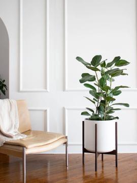 The Absolute Best Plants for a Loft Apartment