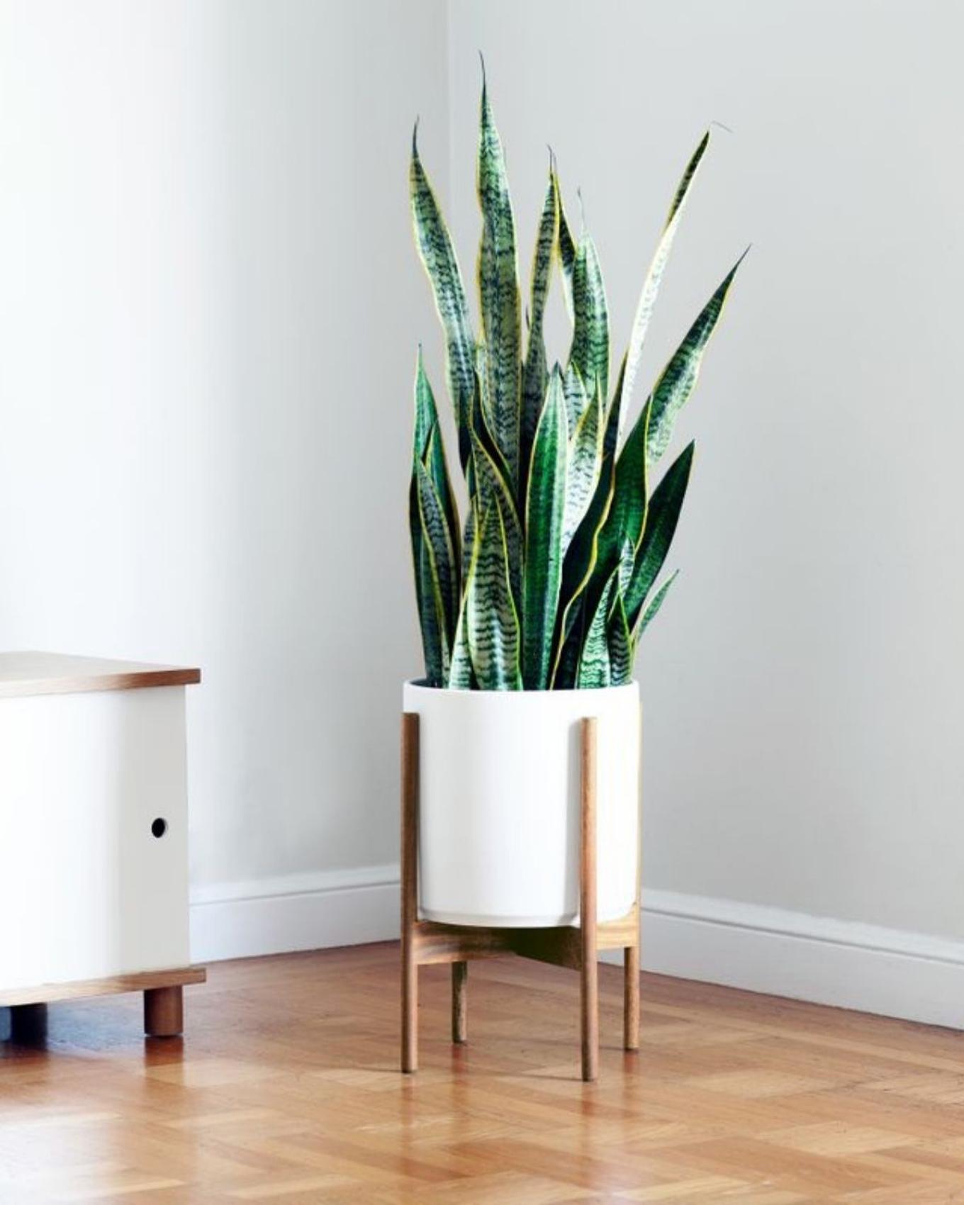 A minimalist living room console with a Snake Plant